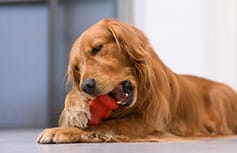 Detection And Diagnosis Of Diabetes In Dogs | Vetsulin